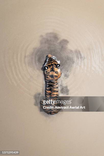 drone image directly above a tiger lying in a waterhole, tiger canyon private game reserve, free state, south africa - majestic cat stock pictures, royalty-free photos & images