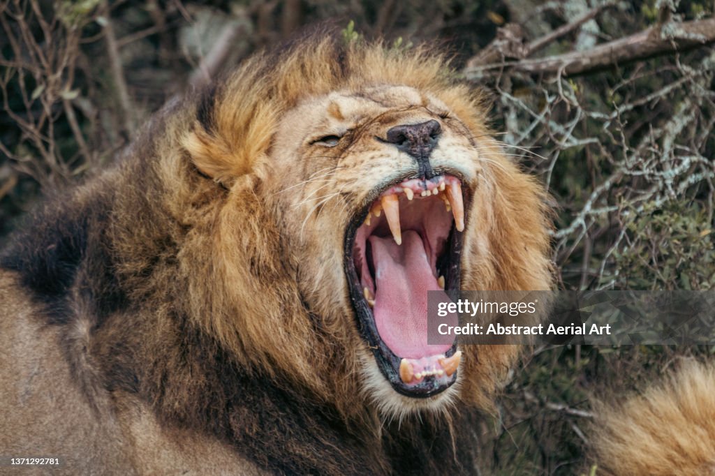 Roaring lion photographed from close up, Lalibela Game Reserve, Eastern Cape, South Africa