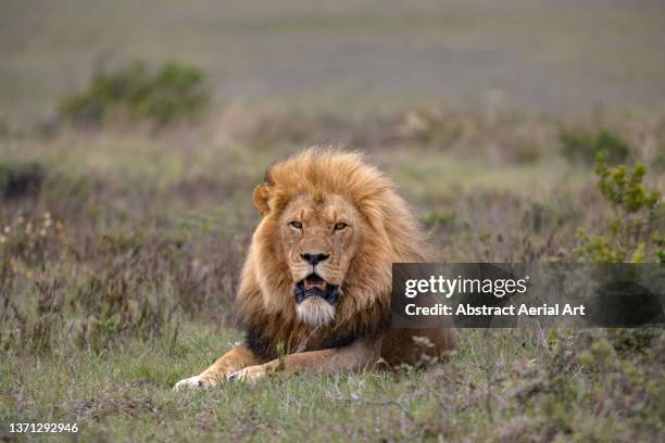 low angle shot showing a male lion lying down in the savannah, lalibela game reserve, eastern cape, south africa - territory foto e immagini stock