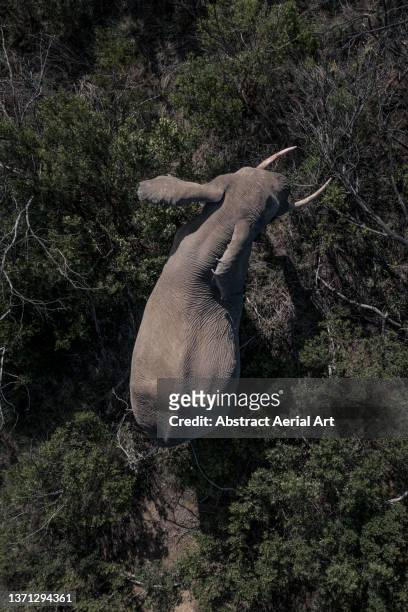 drone shot showing an elephant in the bushes seen from directly above, lalibela game reserve, eastern cape, south africa - elfenben bildbanksfoton och bilder