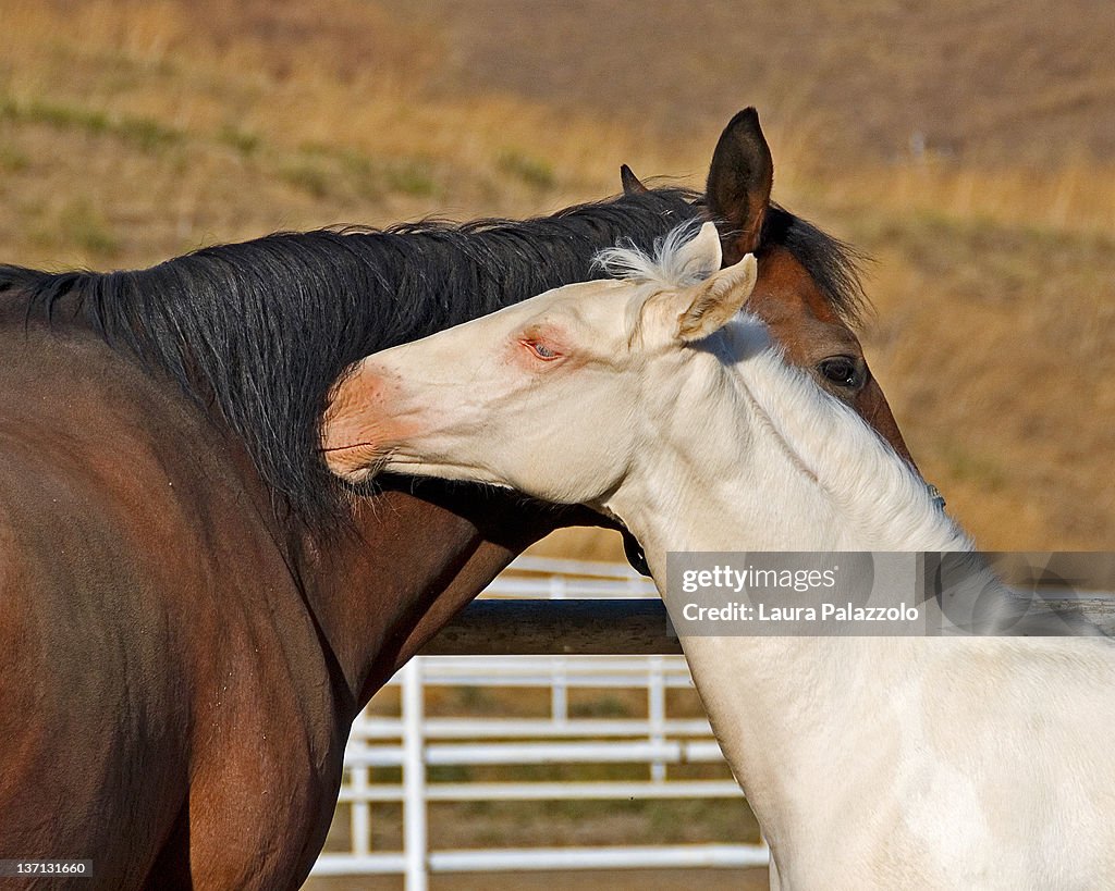 Brown and Cremello paint horses