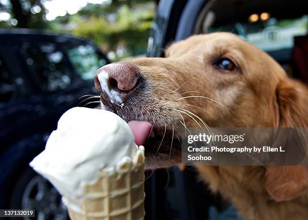 dog licking vanilla cone - dog licking face stock-fotos und bilder