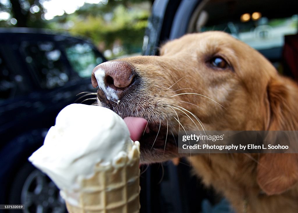 Dog licking vanilla cone