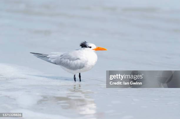 royal tern - ニュースムーナ・ビーチ ストックフォトと画像