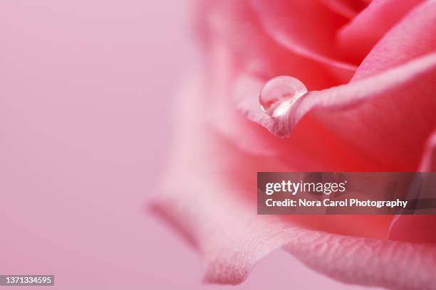 close up of droplet on pink rose - rosenblatt stock-fotos und bilder