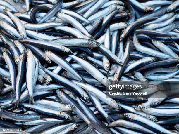 display of fish in catania fish market, sicily - pescivendolo foto e immagini stock