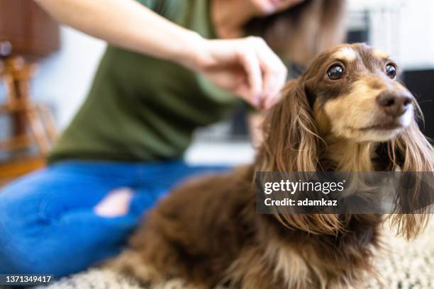 dog getting flea treatment - flea stock pictures, royalty-free photos & images