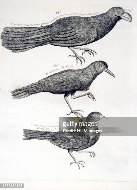 Bird illustrations.