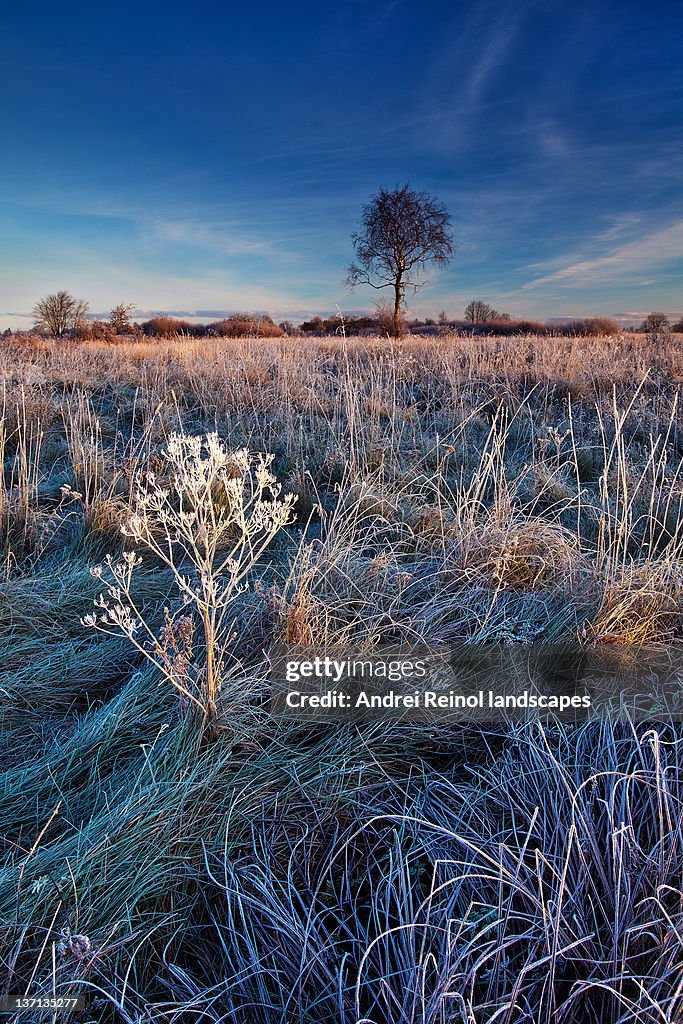 Frozen grass in morning