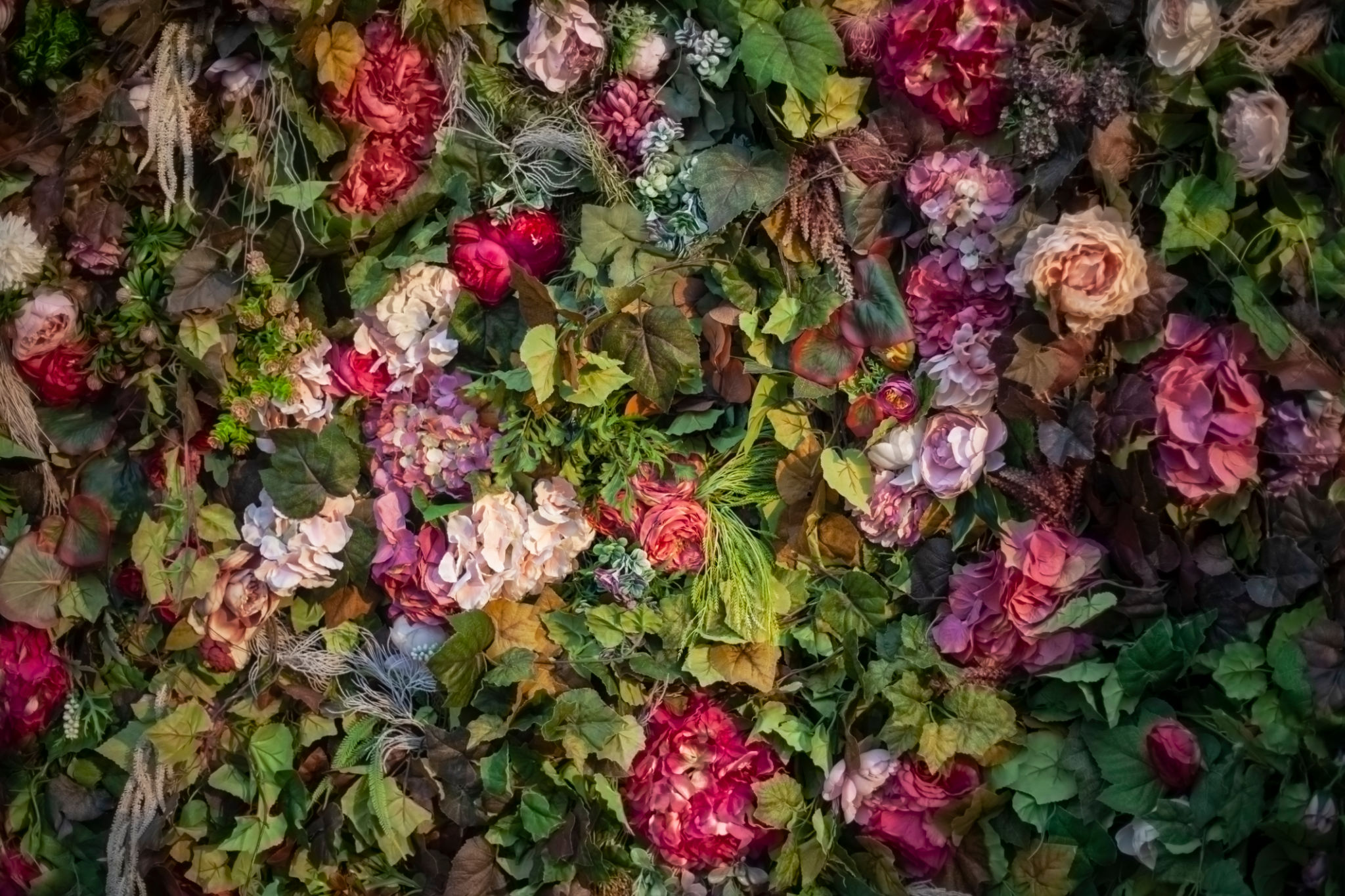 Texture of roses. Dry roses. Texture of roses. Dry roses.