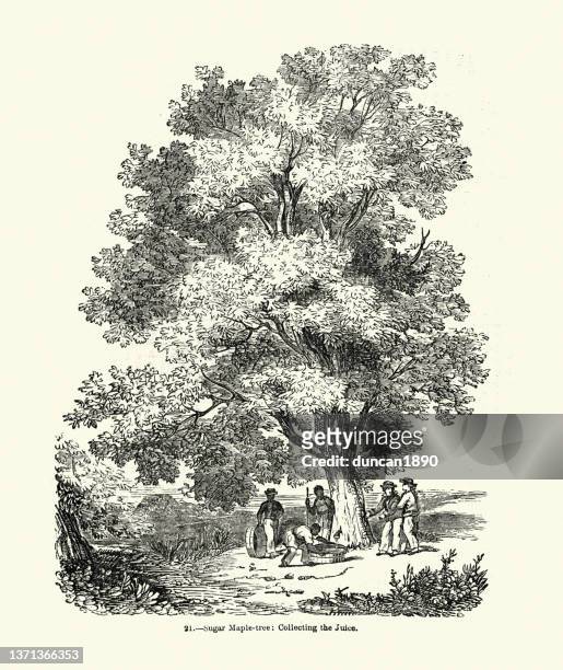stockillustraties, clipart, cartoons en iconen met tap a sugar maple tree and collect sap, victorian 1850s, 19th century - maple tree