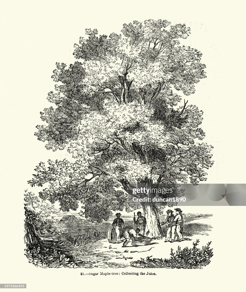 Tap a Sugar Maple Tree and Collect Sap, Victorian 1850s, 19th Century