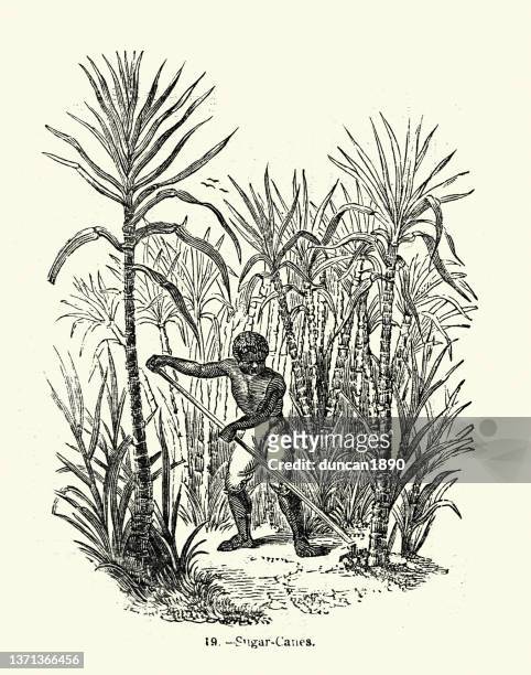 ilustrações de stock, clip art, desenhos animados e ícones de man cutting sugar canes on a plantation, victorian 1850s, 19th century - cana de acucar
