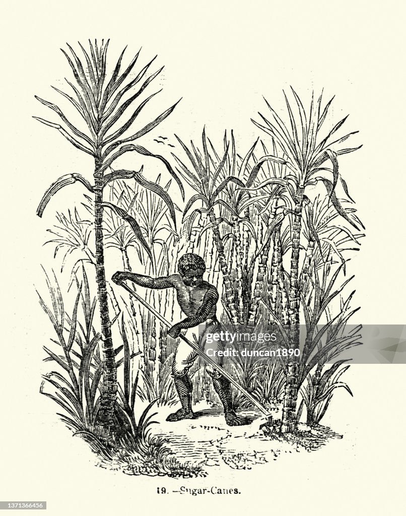Man cutting sugar canes on a plantation, Victorian 1850s, 19th Century