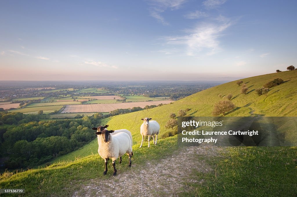 Sheep on south downs