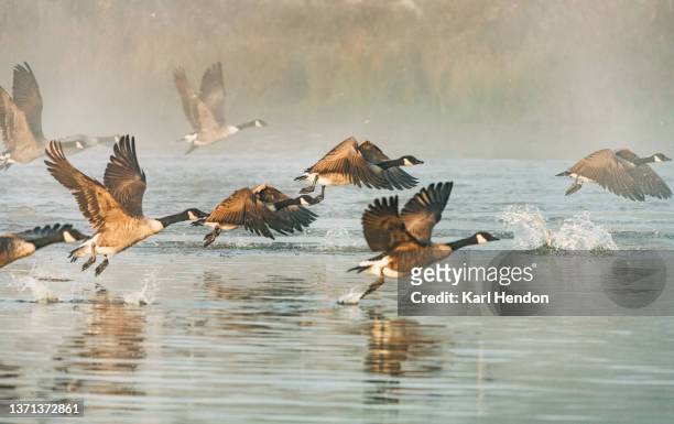 geese taking off from a pond in sunlight - vogelschwarm stock-fotos und bilder