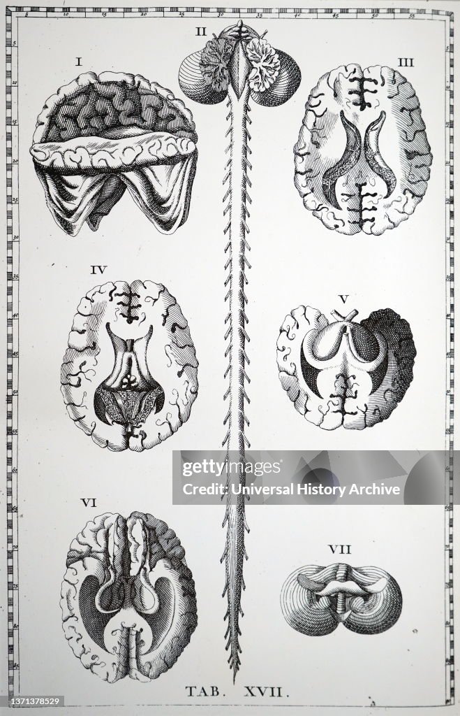 Human brain. Chart of localisation of cortical centres. 20th century