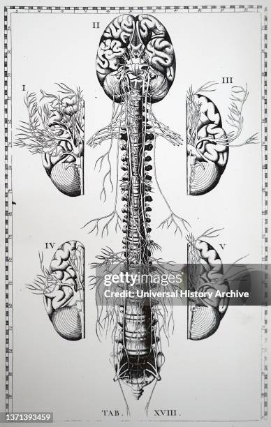 Human brain with bones of skull superimposed, and showing Ferrier's areas.