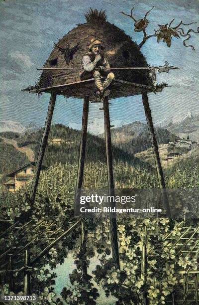 Hut of a vineyard hater in South Tyrol, Italy, historical, historisch, digital improved reproduction of an original from the 19th century.