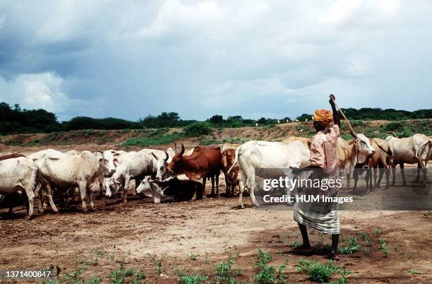 Somali rancher herds cattle in Kismayo, Somalia while U.S. Forces were in Somalia for Operation Continue Hope..