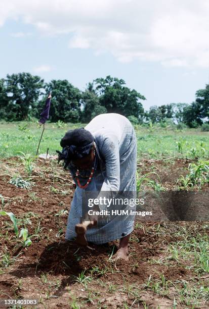 Somali woman working in the fields in Kismayo, Somalia while U.S. Forces were in Somalia for Operation Continue Hope..