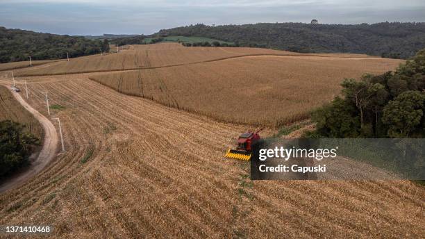 combine harvester in the middle of a corn field - colheita stock pictures, royalty-free photos & images