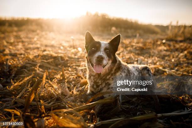 dog lying down at a harvested field - colheita stock pictures, royalty-free photos & images