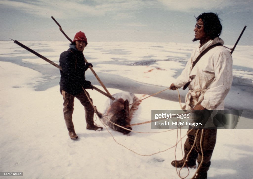 Eskimo seal hunters with an 'oogruk' or bearded seal, on ice floes of Kotzebue Sound early 1970s