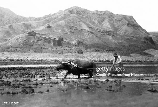 Ethnic Chinese farmer ploughing a rice paddy, Hawaii, early 20th century.