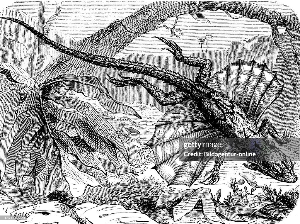 Draco volans, also common flying dragon, is a species of lizard in the family Agamidae.
