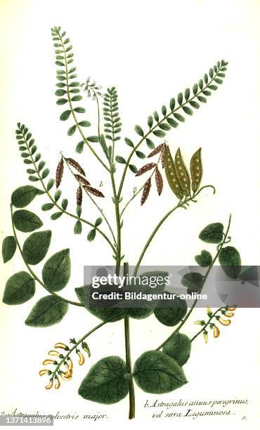 Astragalus sylvestris major and Astragalus anuus peregrinus vel sera leguminosa, plant genus in the subfamily of the butterfly bloodline within the...