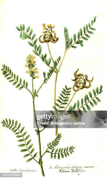 Astragalus laguninosus and Astragalus siliqua curva, plant genus in the subfamily of the butterfly blood family within the legume family, Phytanthoza...