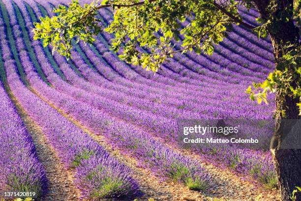 lavender field in france - lavender field france stock-fotos und bilder