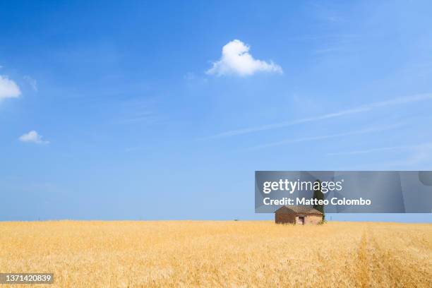 barn in wheat field, provence, france - boerenwoning stockfoto's en -beelden