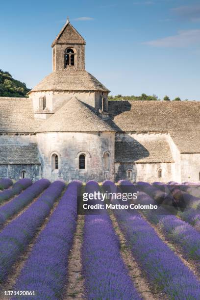 senanque abbey and lavender field, provence, france - lavender field france stock-fotos und bilder