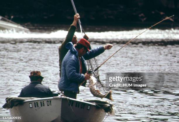Landing a Chinook Salmon on the Willamette River near Oregon City 04/1973.