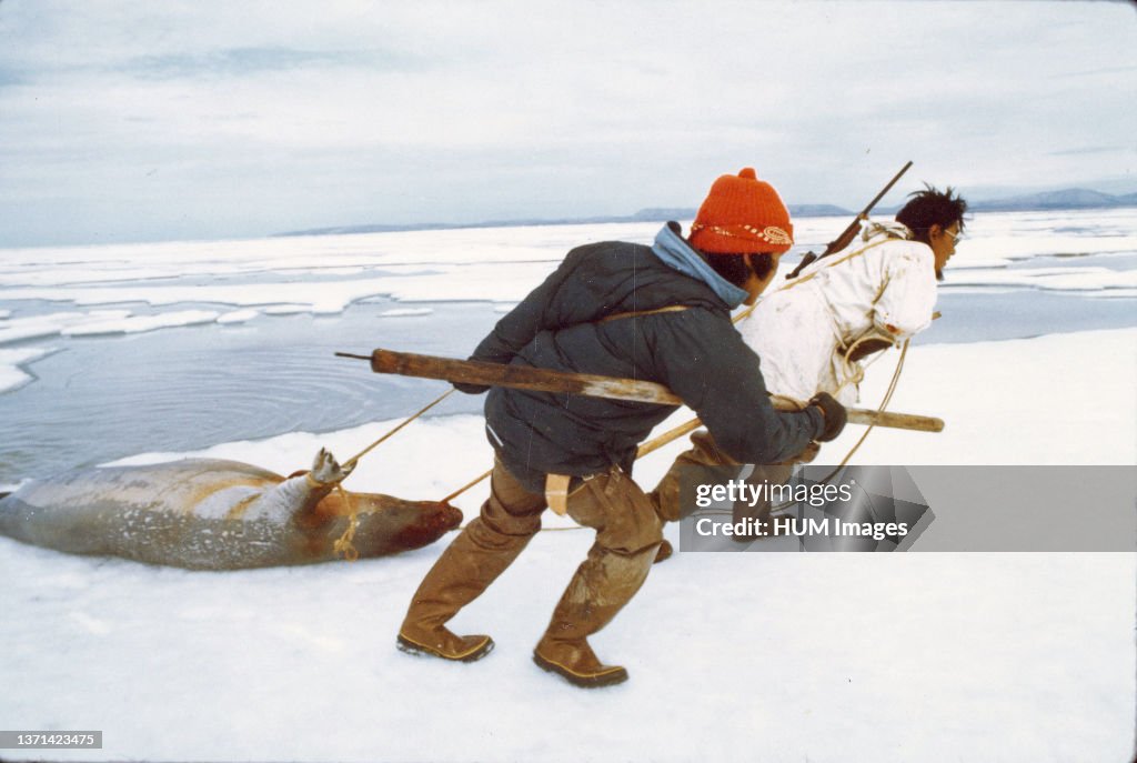 7/8/1974 - Eskimo seal hunters with an 'oogruk' or bearded seal, on ice floes of Kotzebue Sound