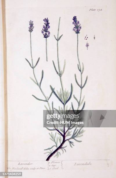 Plate 294 from Elizabeth Blackwell's A curious herbal. Illustration of the flower, cup, and seeds of lavender.