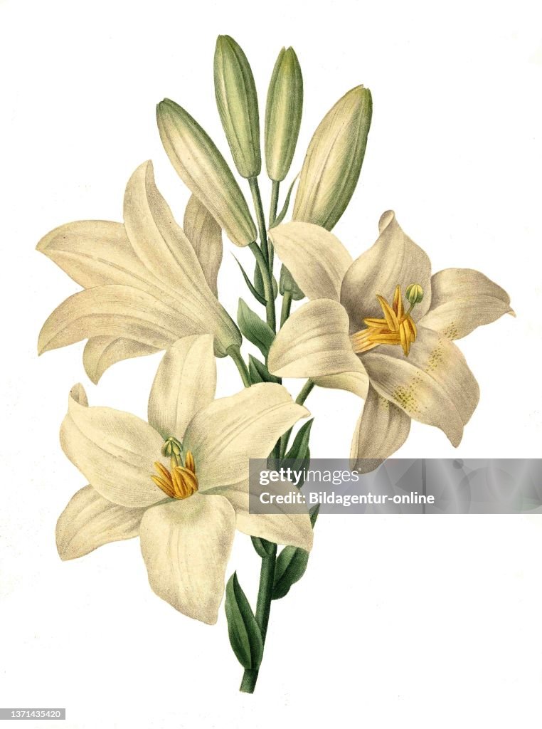 Lilium candidum, the Madonna lily.