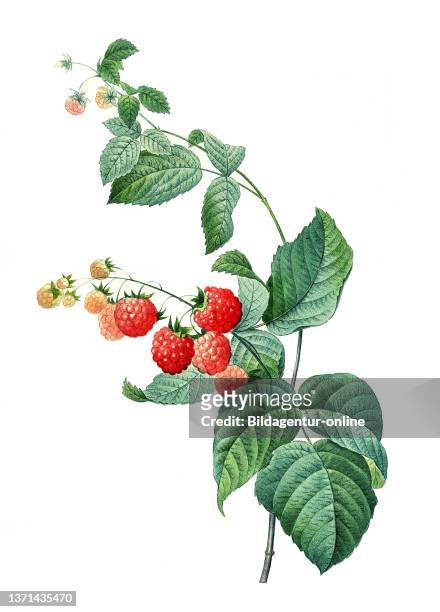 Himbeere, Rubus idaeus .