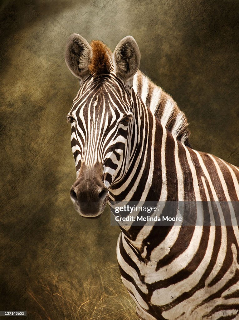 Zebra portrait