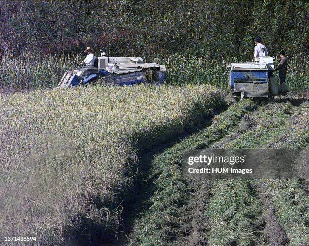 Tae Rice 1,887 Korean Rice Field Stock Photos, High-Res Pictures, and Images ...