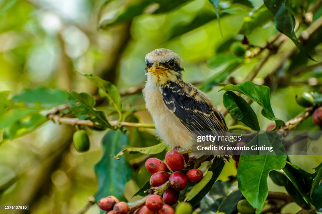 Bentet chick (Long-tailed shrike) perched on top of coffee fruit