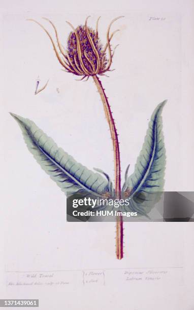 Plate 50 from Elizabeth Blackwell's A curious herbal. Illustration of the flower and seed of a wild teasel plant.