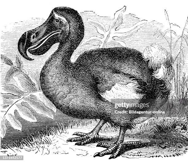 Dodo Def Mauritius Dodo Photos and Premium High Res Pictures - Getty Images