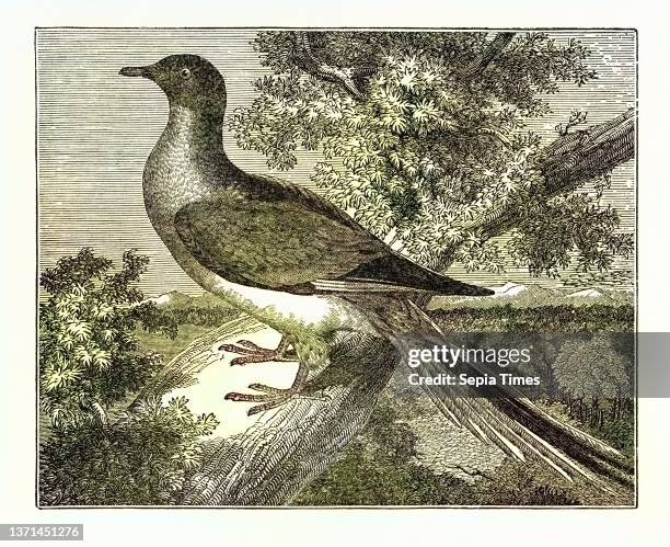 Passenger-Pigeon.