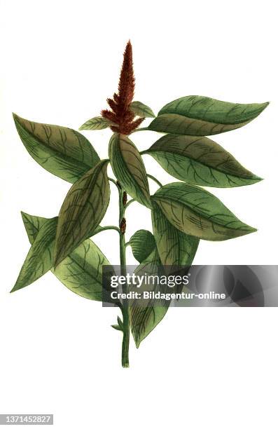 Amaranthus major panniculis surrectis rubris, Amaranth, also called foxtail, plant genus within the foxtail family, Phytanthoza iconographia,...