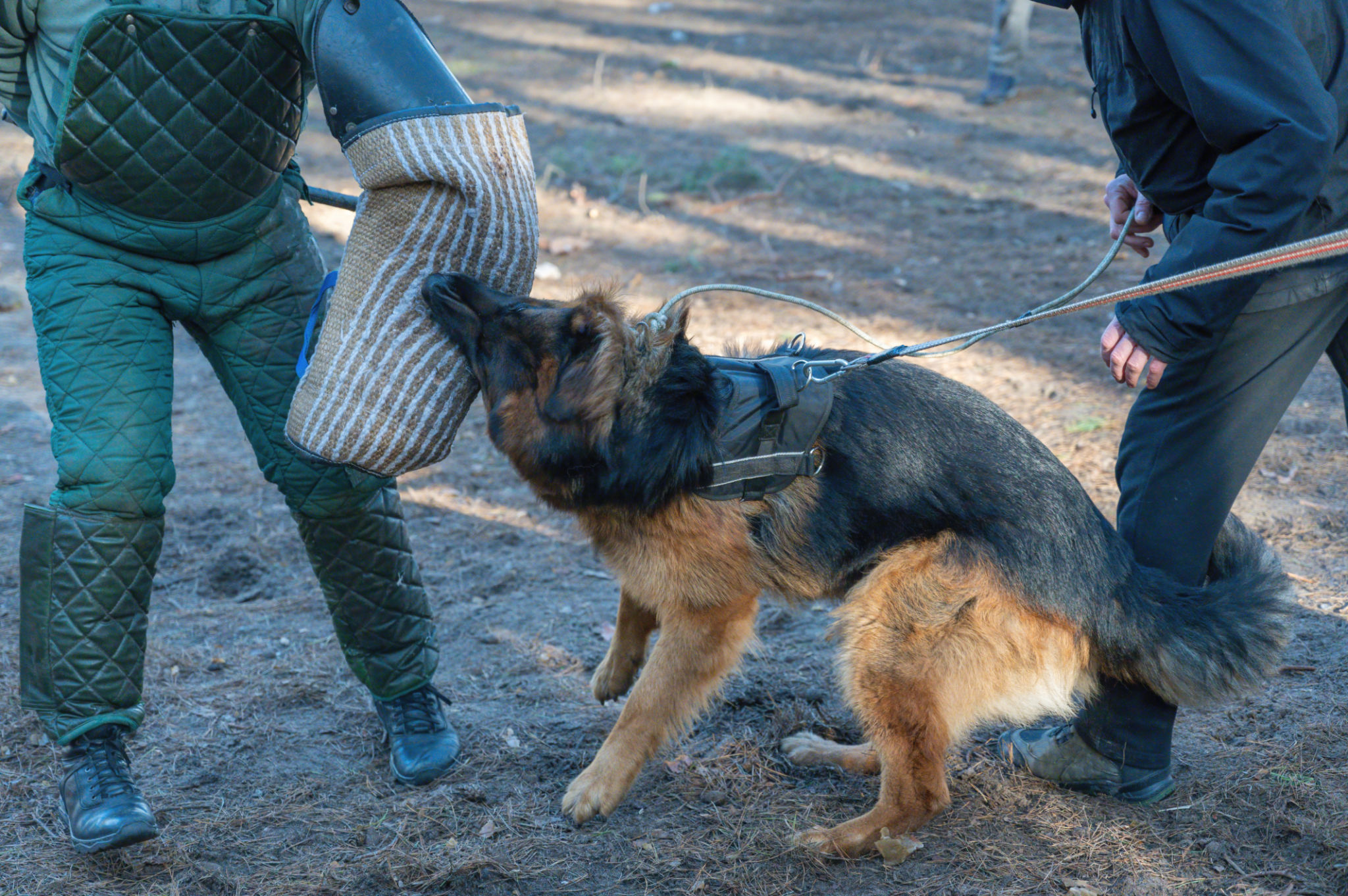 The middle section of a man's body and a German Shepherd. The pet attacks the instructor and bites on the special sleeve. The middle section of a man's body and a German Shepherd. The pet attacks the instructor and bites on the special sleeve.