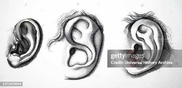 Human Ear Patterns Human Ear Diagram Photos and Premium High Res Pictures - Getty Images