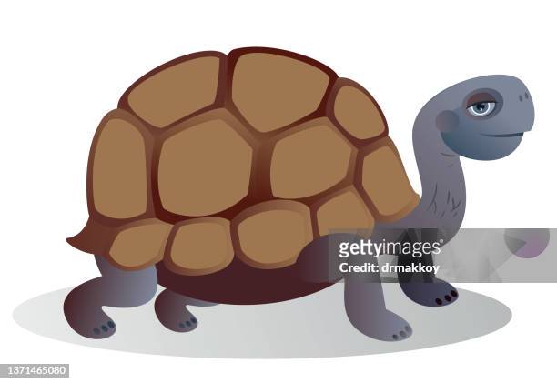 ilustrações de stock, clip art, desenhos animados e ícones de galapagos tortoise - tartaruga gigante